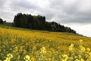 Rapsfelder auf dem Buttenberg bei Rickenbach, nach dem späten Wintereinbruch etwas zerzaust. (Bild: Leserbild: Josef Habermacher)