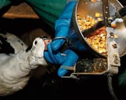 Foie gras stammt von zwangsgemästeten Gänsen. (Bild: Bob Edme/AP (La Bastide Clairence, 8. Dezember 2016))