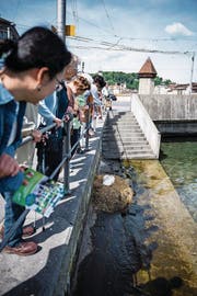 Das Schwanennest unterhalb der Seebrücke. (Bild: Roger Grütter (Luzern, 23. Mai 2017))