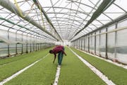 Ein Flüchtling arbeitet auf einem Landwirtschaftsbetrieb. (Bild: Patrick Staub / Keystone (Füllinsdorf, 20. Mai 2015))