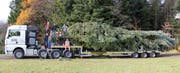Eine der grössten Herausforderungen ist den Baum so zu fällen und zu transportieren, dass er keinen Schaden nimmt. (Bild: PD)