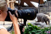 Sie ist ein sehr beliebtes Fotosujet im Zoo Zürich. (Bild: Keystone)