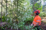 Die Stadtförster von Luzern entfernen wildes Kirschlorbeer aus dem Wesemliwald am Stadtrand von Luzern. (Bild: Keystone / Urs Flüeler)