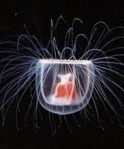 Nur fingerhutgross, aber unsterblich: Turritopsis dohrnii. (Bild aus Gershwin: Quallen)