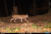 Ein Luchs tappt 2015 in eine Fotofalle des Kantons Luzern. (Bild: PD)