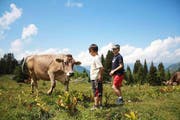Zwei Kinder aus dem Aargau besuchen die Kuh Primeli - ihre Familie hat das Tier auf der Alp Matt in Obwalden geleast. (Bild: PD)