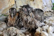 Das Bild zeigt Ewolina als Küken (links) (Bild: PD)