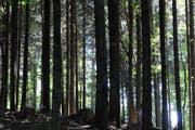 Unter dem Motto «Im Wald türmen sich die Ereignisse» werden im Kanton Zug zahlreiche Veranstaltungen zum Jahr des Waldes organisiert. (Bild: Archiv Neue ZZ)