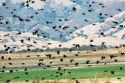 Die Zahl der Vögel nimmt weltweit drastisch ab. (Bild: Getty)
