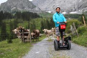 Da verstehen sogar die Kühe die Welt nicht mehr, wenn Werni Herger mit seinem Segway auf der Brunnialp unterwegs ist. Bild Florian Arnold