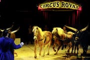 Eine Tiernummer im Zirkus Royal in Emmenbrücke. (Bild: Corinne Glanzmann / Neue LZ)