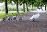 Eine der Schwanenfamilien ist in der Nähe der Männerbadi im Siehbach zu Hause. (Bild Werner Schelbert)