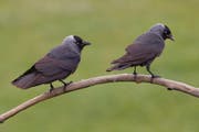 Dohlen unterscheiden sich mit den blauen Augen und der hohen Stimme deutlich von den anderen Mitgliedern ihrer Familie. (Bild: Marcel Burkhardt)