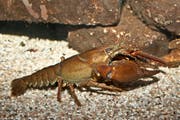 Astacus astacus: Der sogenannte Edelkrebs oder Europäischer Flusskrebs ist die grösste der in Europa heimischen Krebsarten. (Bild: Archiv Neue LZ)