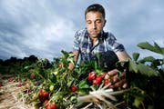 In nur 15 Minuten wurden bei dem Unwetter am Freitag rund 80 Prozent der Freiland-Erdbeerernte zerstört. Nun überlegt sich Jonas Boog (Bild) die Kulturen künftig mit Tunnels zu schützen. (Bild: Stefan Kaiser / Neue ZZ)