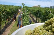 Erntehelfer bei der Weinlese. (Bild: PD)