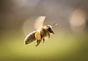 Nicht überall stehen genügend Honigbienen und Wildbienen zur Bestäubung zur Verfügung. (Bild: Frank Rumpenhorst/KEY)