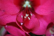 HARROGATE, ENGLAND - APRIL 19: An amaryllis is prepared for display on the eve of the opening day of the Harrogate Spring Flower Show at the Great Yorkshire Showground on April 19, 2017 in Harrogate, England. Enthusiasts and nurseries are staging displays of their flowers and plants at the Harrogate Spring Show organised by the north of England Horticultural Society. The premier gardening event of the north attracts thousands of horticulturalists to view it's show gardens and Spring floral displays between between 20-23 April 2017. (Photo by Christopher Furlong/Getty Images) (Bild: Christopher Furlong (Getty Images Europe))