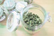 Der legale Kauf von Cannabis zu Genusszwecken bleibt auch innerhalb von Studien verboten. (Bild: Gaëtan Bally/Keystone)