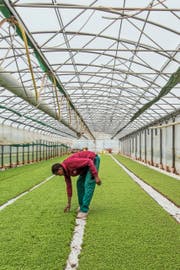 Im Gegensatz zu anderen Branchen sind in der Landwirtschaft die Hürden für die Beschäftigung von Flüchtlingen tiefer. Symbolbild: Patrick Straub/Keystone