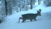 Ein Rehbock, fotografiert aus einer Fotofalle. (Bild Amt für Fischerei und Jgad, Kanton Zug)