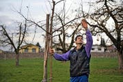 Landwirt Thomas Oehen (42) aus Aesch bei einem seiner Boskop-Hochstammbäume. (Bild: Nadia Schärli / Neue LZ)