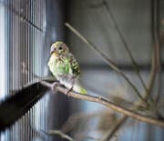 Ein Wellensittich sitzt in seinem Käfig in einem Tierheim. (Bild: Gaetan Bally/Keystone (Kloten, 20. Januar 2010))