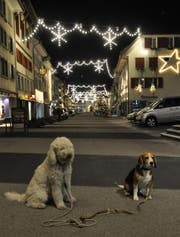 Smilla und Heros bestaunen das leuchtende Städtli Willisau (Bild: Ledi Herzog)