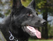 Polizeihund Ortus. (Bild Zuger Polizei)