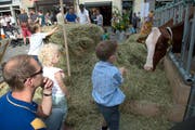Heu und Kühe auf dem Kornmarkt ziehen Kinder an. Der Kornmarkt ist einer von fünf Standorten von «Luzern muht». (Bild: Nadia Schärli / Neue LZ)