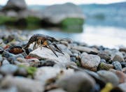 Kamberkrebse sind vor einigen Jahren in den Zugersee eingewandert und verbreiten sich im ganzen See. Das Bild zeigt ein Exemplar bei der Bucht beim Kanu Klub Zug, wo es vor ein paar Jahren diese Krebsart noch nicht gab. (Bild: Stefan Kaiser (Zug, 18. April 2017))