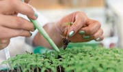 Das Geschäft mit Saatgut lief bei Syngenta im letzten Geschäftsjahr besser als dasjenige im Bereich Pflanzenschutz. (Bild: PD)
