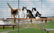 Auf der Suche nach einem neuen Zuhause: drei Katzen im Tierheim in Allenwinden. (Bild: Stefan Kaiser (Allenwinden, 3. April 2017))