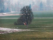 Die beiden Hochstämmer wurden nun auch noch dem Boden gleichgemacht. (Bild: Maria Schmid (Zug, 9. März 2018) /Leserbild Esther Vetsch (2. März 2018))