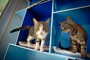 Noch gilt für sie keine zwingende Chip-Pflicht: Zwei Katzen im Tierheim an der Ron in Root. (Bild Pius Amrein)