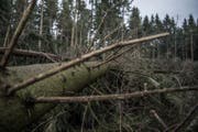 Andere Bäume liegen schräg in der Landschaft. (Bild: Pius Amrein (Lieli, 8. Januar 2018))
