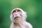 Schmerzhafte Tierversuche an Primaten wie diesem Makak sollen laut einer Motion von Nationalrätin Maya Graf verboten werden. (Bild: Vetta/iStock)