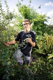 Jérôme Ziltener beim Schneiden der Sträucher in der Klostergärtnerei Baldegg. (Bild Manuela Jans)