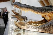 Ausgestopfte Krokodile... (Bild: Keystone/Steffen Schmidt)