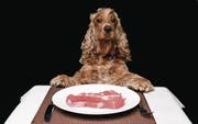 Die Tierfutterindustrie entwickelt immer gesündere Produkte: Diesem Hund scheint es zu schmecken. (Bild: Getty)