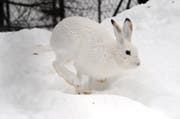 Ein Schneehase im Tierpark Goldau. (Archivbild Neue SZ)