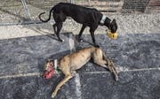 Diese Galgos hatten Glück. Sie werden in einem Tierheim in Malaga betreut. (Bild: Jorge Zapata/EPA (Alhaurin de la Torre, 22. April 2015))