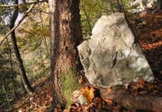 Bäume bremsen oder stoppen losgelöste Steine, wie diese Aufnahme aus dem Herdernwald in Ennetbürgen zeigt. (Bild pd)