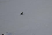 Der Hüttenwart der Etzlihütte hat vermutlich am 21. März den Wolf fotografiert. (Bild: Leserreporter)