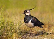 Die Wauwiler Ebene ist das landesweit wichtigste Brutvorkommen des bedrohten Kiebitz. (Bild: Matthias Kestenholz / Vogelwarte)