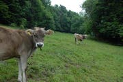 Die Landwirtschaft soll nicht durch Gewässerschutz beeinträchtigt werden. (Bild: Geri Wyss / Neue NZ)