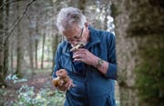 Freut sich über die diesjährige Pilzvielfalt: Peter Brunner, Präsident des Pilzvereins Hochdorf. (Bild: Nadia Schärli (Ballwil, 9. Oktober 2017))