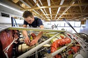 Ein Flugzeugmechaniker bei der Arbeit an einem Triebwerk einer Pilatus PC 12 in der Produktionshalle der Pilatus Flugzeugwerke in Stans. (Bild: Archiv Pius Amrein / Neue LZ)