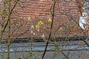 Die Blüten der Kastanienbäume an der Obergrundstrasse. Bild: Roger Grütter (Luzern, 7. Oktober 2016)