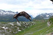 Der Bartgeier fliegt erneut in die Freiheit. (Bild: PD / Daniel Hegglin)